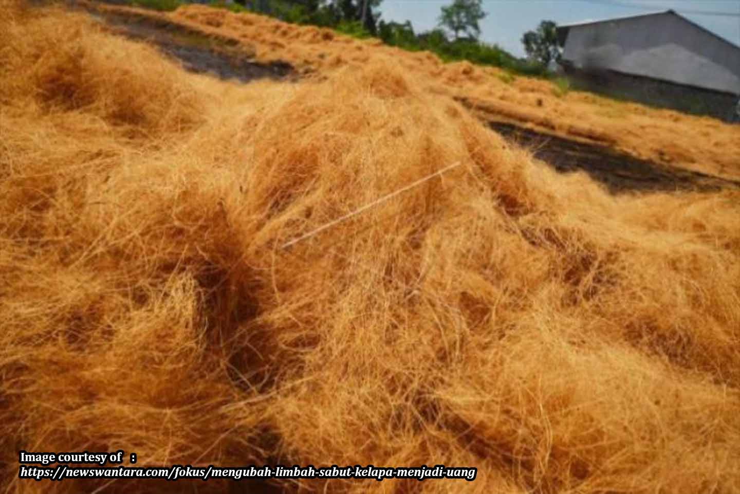 Palm Press Fiber